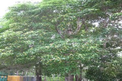 Pittosporum floribundum